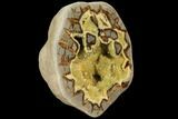 Polished, Yellow Crystal Filled Septarian Geode - Utah #112117-1